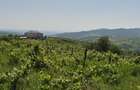 Teren intravilan Tomesti-Goruni - 6