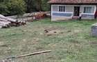 Casă cu 3 camere cu Teren 1000 Mp în Luncșoara