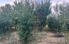 Ohaba-Forgaci, Casa Cu Doua Corpuri, 6 Cam. 268 Mp., Teren 2.999 Mp. C