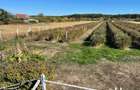 Plantatie Aronia de 12 ani, 5300 mp,intabulat intravilan - 1