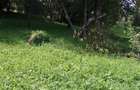 Teren de 9042 mp, în Moisei - 3