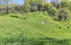Teren de 3800 mp, în Mioarele - 1