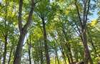 Vânzare teren extravilan pădure+ Pășune 17 000 mp Covasna - 7