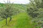 Vand arendez planta?ie de catina certificata ecologic - 6