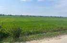 Teren de 5600 mp, în Ciocănești - 1