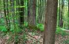 Vand 10 Hectare Padure Fag Tei Carpen