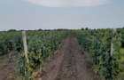 vie de vanzare Cote?ti Vrancea - 4