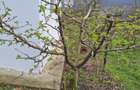 Casa P+M, direct proprietar, teren 2093 mp - 1