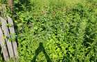 Teren parcelat intravilan 1040 mp – Cobia, sat Mislea – ieșire la pădure - 11
