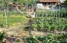 De vinzare casa in Gurba com.Sicula jude?ul Arad - 4