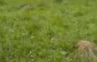 Vand teren extravilan comuna Barbatesti, Valcea, zona PARC NATIONAL!!! - 4