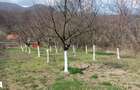 Teren intrare Herculane,E 70 Herculane-Orsova - 5