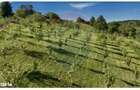 Teren 20.170mp | Livada | Suncuius, Bihor - 8
