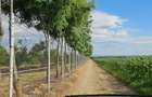 Plantatie de nuci pe rod, 14 ha, 2.000 pomi - 4