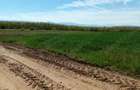 Teren extravilan 2200 mp Arcus -Valea Crisului - 4