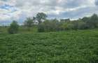 Sala?+ livada+ teren agricol in Sichevi?a- Clisura Dunarii - 8