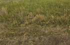 Vand loc de casa in Com. Simand, Jud. Arad - 2