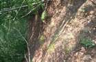 Se vinde padure 2.7 ha comuna berca