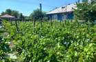 Casă individuală cu 4 camere cu Teren 3590 Mp în Colceag - 3
