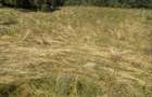 Vand 2 parcele de teren sau schimb - 5