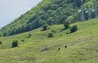 Vanzare – Teren intravilan | Valea Doftanei – Trăisteni | Priveliște munte - 3