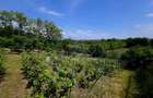 Teren intravilan 4,516mp Doina - Doina (Neamt) - 7