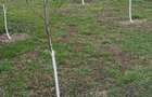 Vind Casa in sat Vetel - 3