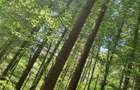De vanzare 2 Hectare de Padure Brad Douglas Duplex Oportunitate Unica - 1