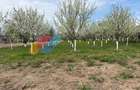 Casă individuală 260mp, teren 2.145 mp și livadă,  Zonă Kaufland, Turda - 10