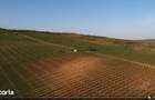 Vie Vanzare Podgoria Dealu-Mare, Boldesti-Scaeni, Prahova - 15,39 ha - 7