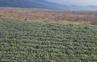 Vand teren Fundulea lac Gostile 1500m2la 30km Bucuresti - 6