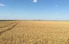 Vand 103 Ha Teren Agricol compact in Judetul Timis - 3