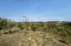 Teren extravilan de vanzare, 5.800 mp, zona Aiud - Aiud (Alba)