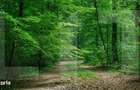 Teren forestier 6.500 mp Cucorani, cu PUD aprobat - 1