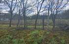 Vand teren intravilan 2800 m2 - Sat Botesti - comuna Horodniceni - jud Suceava. - 6
