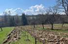 Vand casa ?i terenul aferent de 2 hectare intravilan - 6