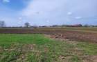 VANZARE TEREN PRUNDU - 1