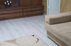 Inchiriez apartament - 1