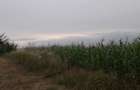 Vand teren Ciurbesti intre padure si case - 1