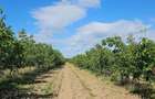 Plantatie de nuci pe rod, 14 ha, 2.000 pomi - 4