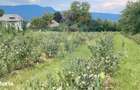 Teren intravilan 6.900mp BREB MARAMURES - 3