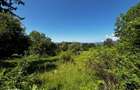 Teren doua loturi 3100/14 mp. - 2800/12 mp. Daesti - Valcea - 13