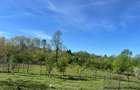 Proprietate completa: casa + teren 9.000 mp Carligei,Gorj - 5