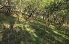 vand 4loturi de teren zona Cozia jud. Hunedoara. - 2