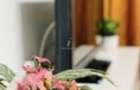 Apartament de inchiriat