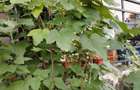 Apartament 2 camere la parter cu curte proprie in proprietate - 6