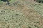 VAND URGENT! Teren intravilan 854 mp, Dezmir - 4
