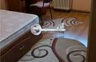 Apartament 1 Camera Tatarasi - 290 euro - 7