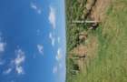 Vand Teren Extravilan In Orasul Urlati - 3