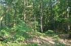 Vand 1,5 ha padure foioase (inclusiv terenul) - 1